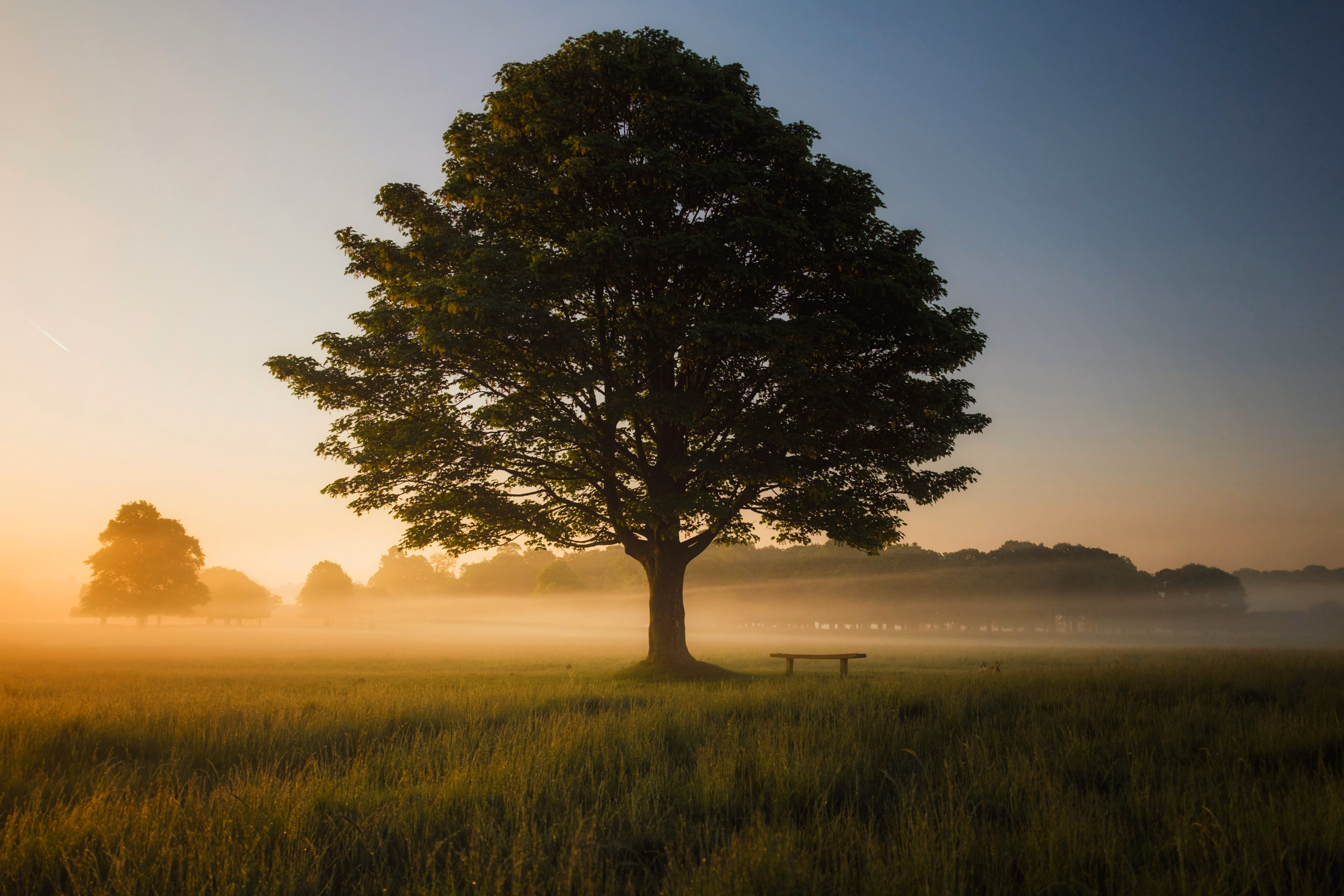 Abseits-des-Weges-Baum