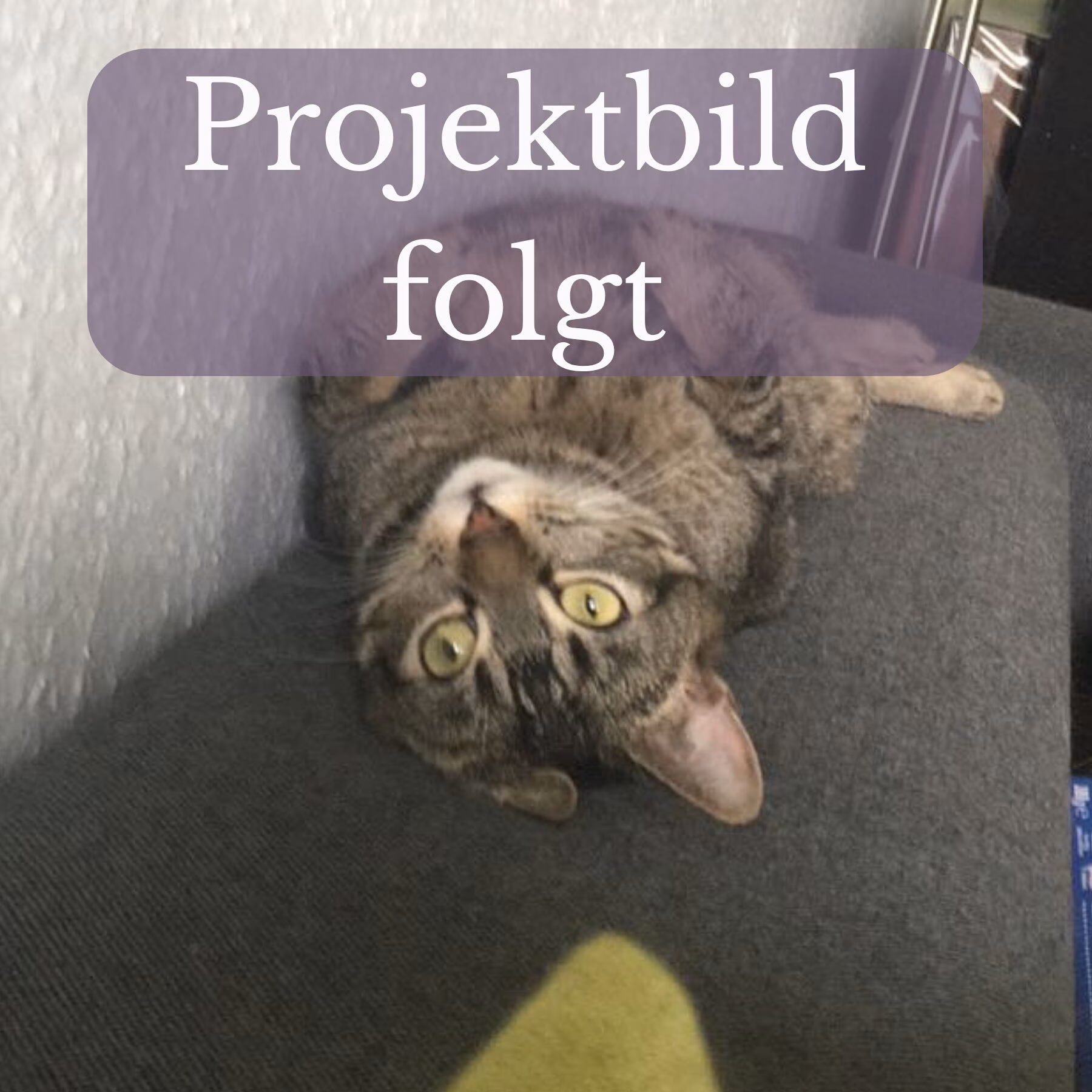 Platzhalterbild Projekt folgt